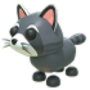 Raccoon